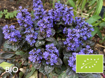 Biologisch Kruipend zenegroen - Ajuga reptans 'Black Scallop'