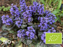 Biologisch Kruipend zenegroen - Ajuga reptans 'Black Scallop'