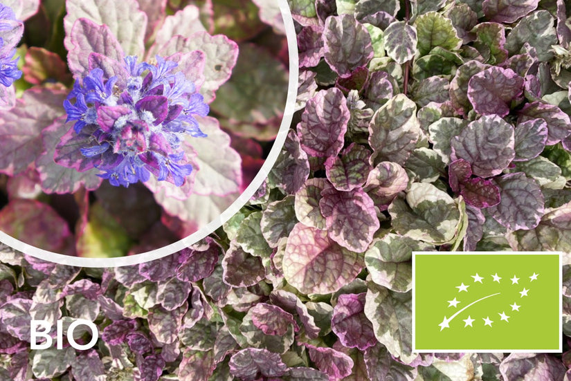 Biologisch Kruipend Zenegroen (Wit/Groen Bont blad) - Ajuga reptans 'Burgundy Glow'