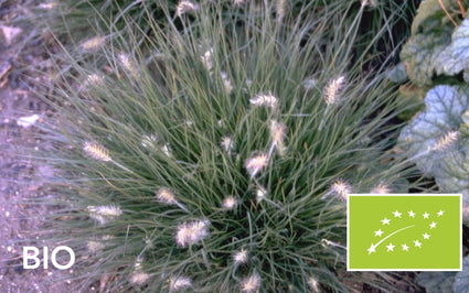 Biologisch Lampenpoetsergras (Lage soort) - Pennisetum alopecuroides 'Little Bunny'