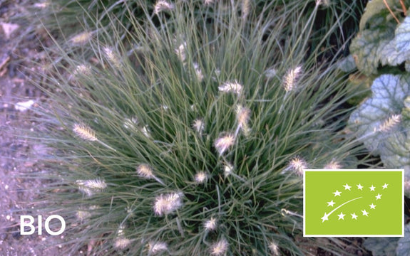 Biologisch Lampenpoetsergras (Lage soort) - Pennisetum alopecuroides 'Little Bunny'