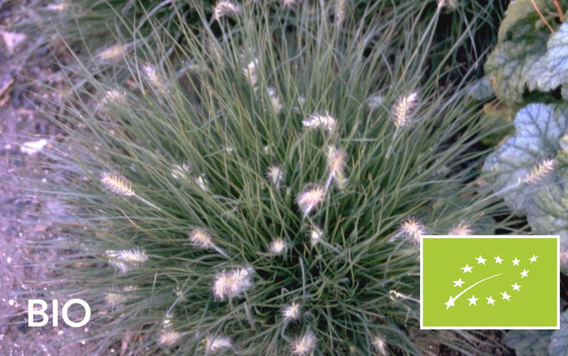 Biologisch Lampenpoetsergras (Lage soort) - Pennisetum alopecuroides 'Little Bunny'