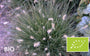 Biologisch Lampenpoetsergras (Lage soort) - Pennisetum alopecuroides 'Little Bunny'