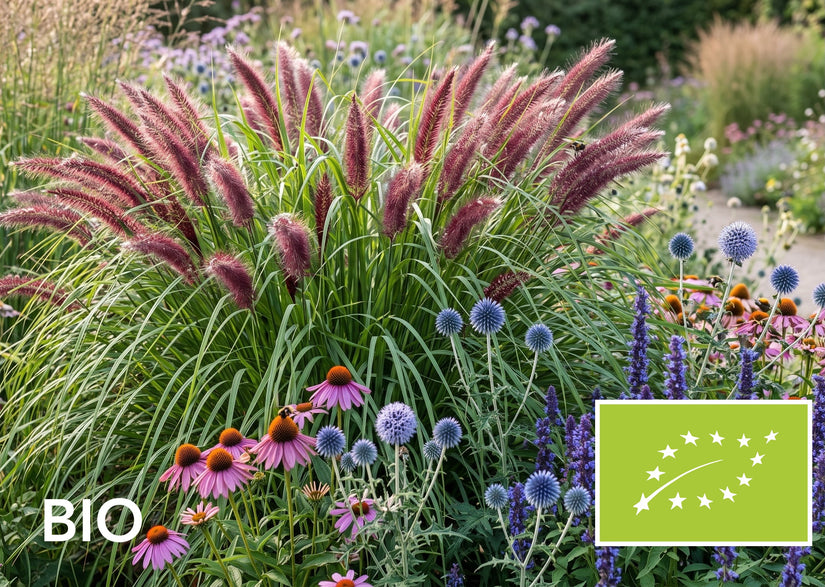 Biologisch Lampenpoetsersgras - Pennisetum alopecuroides 'Red Head'