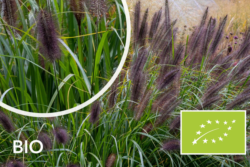 Biologisch Lampepoetsersgras - Pennisetum alopecuroides 'Black Beauty'