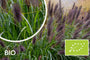 Biologisch Lampepoetsersgras - Pennisetum alopecuroides 'Black Beauty'