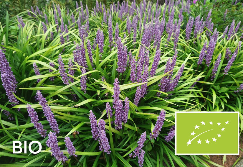 Biologisch Leliegras - Liriope muscari