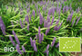 Biologisch Leliegras - Liriope muscari