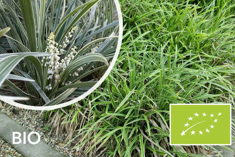 Biologisch Witte Leliegras - Liriope muscari 'Monroe white'