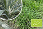 Biologisch Witte Leliegras - Liriope muscari 'Monroe white'