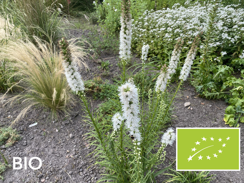 Biologische Knopige slangenwortel / Lampenpoetser - Liatris spicata 'Alba'