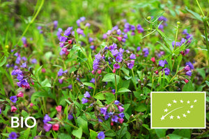 Biologisch Longkruid - Pulmonaria angustifolia