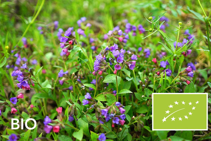 Biologisch Longkruid - Pulmonaria angustifolia