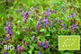 Biologisch Longkruid - Pulmonaria angustifolia