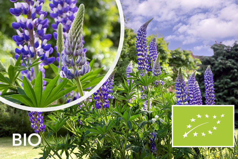 Biologische Lupine (Blauw) - Lupinus 'Gallery Blue'