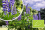 Biologische Lupine (Blauw) - Lupinus 'Gallery Blue'
