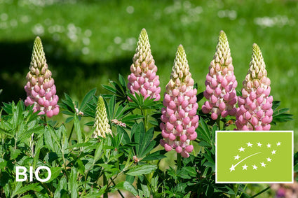 Biologische Lupine (Roze) - Lupinus 'Gallery Pink'