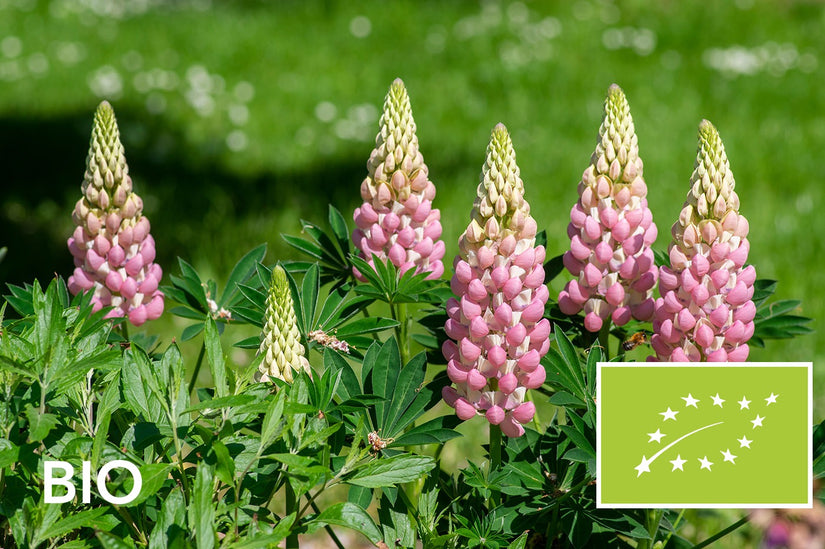Biologische Lupine (Roze) - Lupinus 'Gallery Pink'