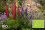 Biologische Lupine - Lupinus 'Gallery Red'