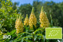 Biologische Lupine (Geel) - Lupinus 'Gallery Yellow'