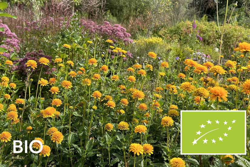 Biologische Meisjesogen - Coreopsis grandiflora 'Early Sunrise'