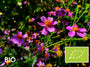Biologische Meisjesogen (Roze) - Coreopsis rosea 'American Dream'