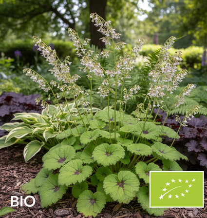 Biologische Mijterloof - Tellima grandiflora