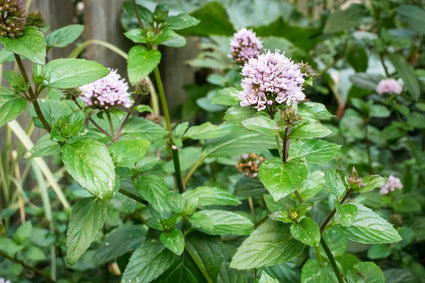 Biologisch Munt - mentha piperita