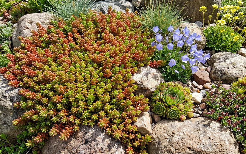 Biologisch Wit vetkruid / Muurpeper - Sedum Album 'Coral Carpet'