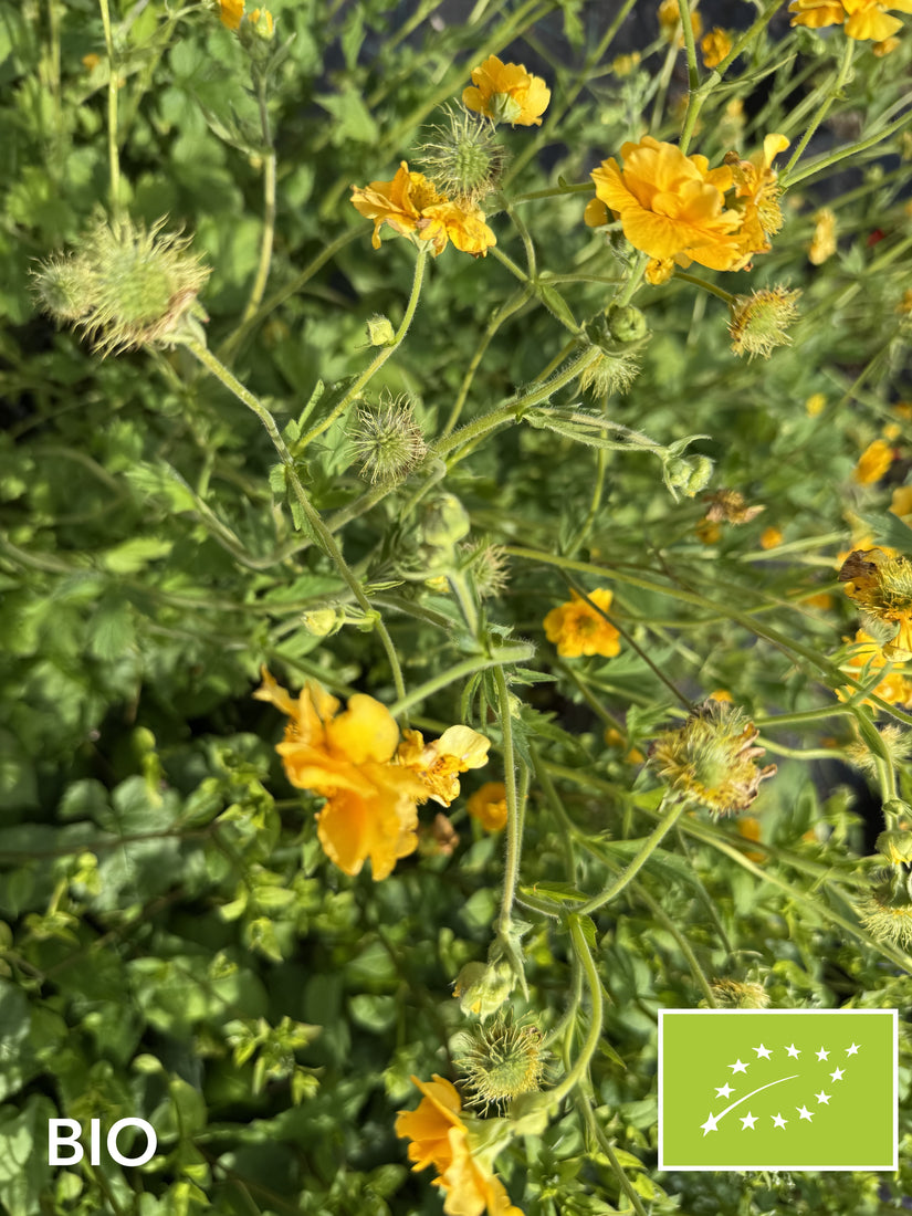 Biologisch Nagelkruid (Geel) - Geum chiloense 'Lady Stratheden'