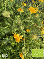 Biologisch Nagelkruid (Geel) - Geum chiloense 'Lady Stratheden'