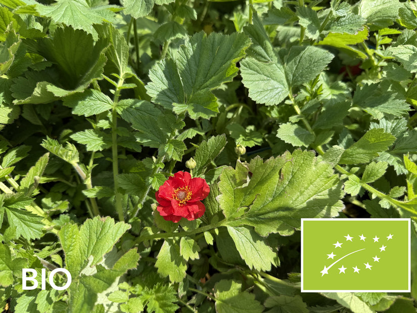 Biologisch Nagelkruid (Rood) - Geum chiloense 'Mrs Bradshaw'