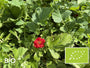 Biologisch Nagelkruid (Rood) - Geum chiloense 'Mrs Bradshaw'