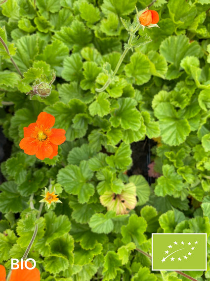 Biologische Nagelkruid Oranje (Hoogte 40 cm) - Geum coccineum 'Tosai'