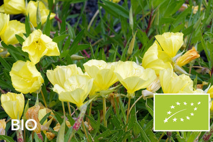 Biologische Teunisbloem (Zwavelgeel) - Oenothera macrocarpa