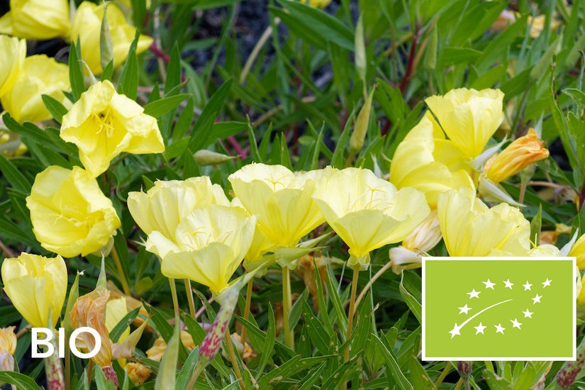 Biologische Teunisbloem (Zwavelgeel) - Oenothera macrocarpa
