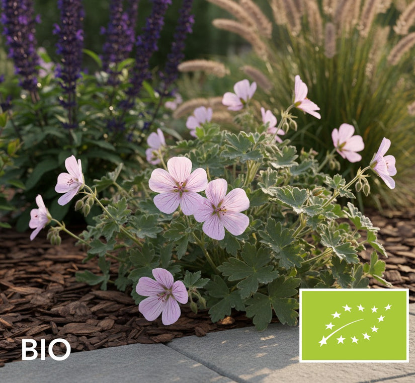 Biologische Ooievaarsbek - Geranium cinereum 'Ballerina'
