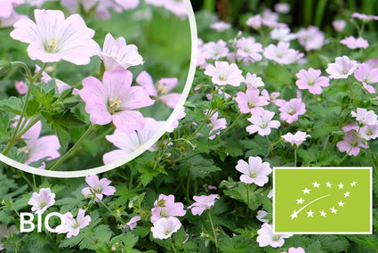 Biologische Ooievaarsbek (groen blad, met witte rand) Licht roze - Geranium 'Dreamland'