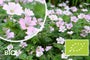 Biologische Ooievaarsbek (groen blad, met witte rand) Licht roze - Geranium 'Dreamland'
