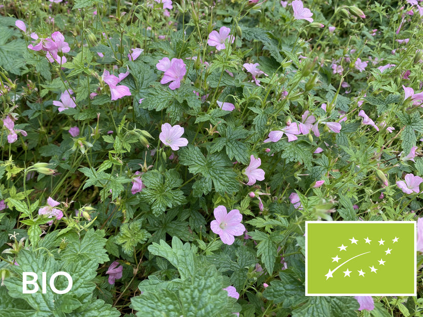 Biologische Ooievaarsbek - Geranium endressii 'Wargrave Pink'