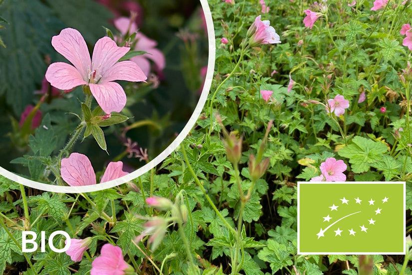 Biologische Ooievaarsbek (Roze, 40 cm hoog) - Geranium endressii