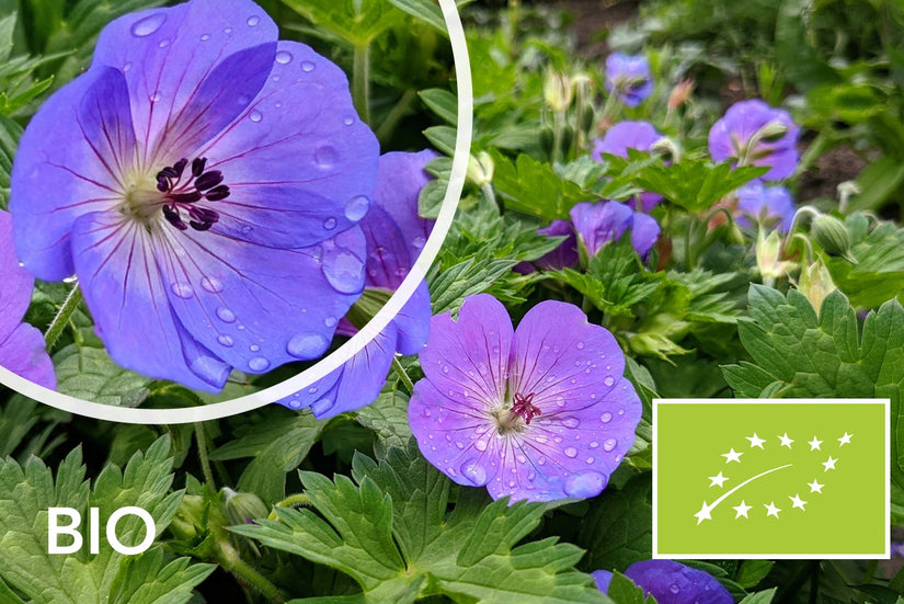 Biologische Ooievaarsbek - Geranium 'Johnson's Blue'
