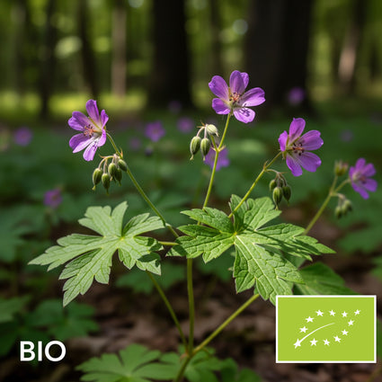 Biologische Knopige Ooievaarsbek - Geranium nodosum
