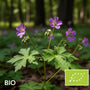 Biologische Knopige Ooievaarsbek - Geranium nodosum