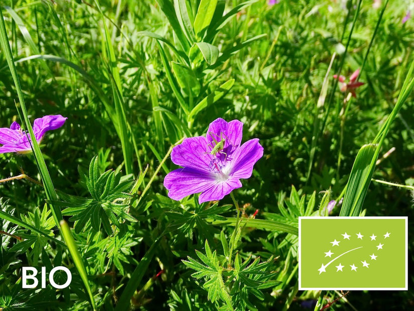 Biologische Ooievaarsbek  (Lage soort) - Geranium sanguineum 'Tiny Monster'