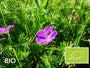 Biologische Ooievaarsbek  (Lage soort) - Geranium sanguineum 'Tiny Monster'