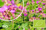 Biologische Ooievaarsbek (Lage soort) - Geranium x cantabrigiense 'Cambridge'