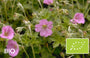 Biologische Ooievaarsbek - Geranium x riversleaianum 'Russell Prichard'