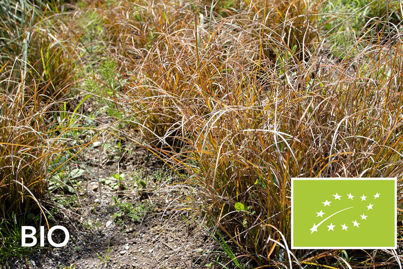 Biologische Oranje Zegge - Carex testacea ‘Prairie Fire’