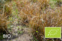 Biologische Oranje Zegge - Carex testacea ‘Prairie Fire’